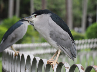 Image of a Black-crowned night heron.