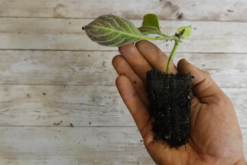 Gardener holding skunk vine seedling with soil and roots
