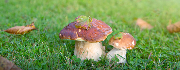 Two Porcini mushrooms in the autumn forest. Nature background.