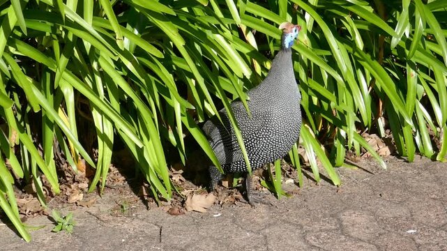 Helmeted Guineafowl (Numida meleagris) with chicks, in dense vegetation, Western Cape, South Africa.