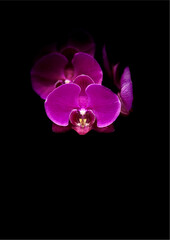 pink orchid on black