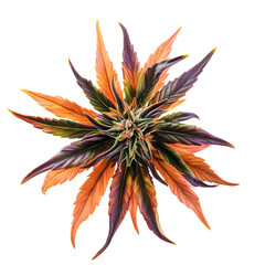 Obraz premium Cannabis bud, white background, realistic photograph, high resolution, transparent background png