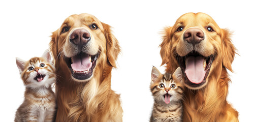 Fototapeta premium Dog and Kitten Duo - Charming golden retriever and tiny kitten sitting close with cute expressions. Ideal for social media, posters, and greeting cards.