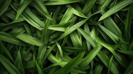 green grass background 3
