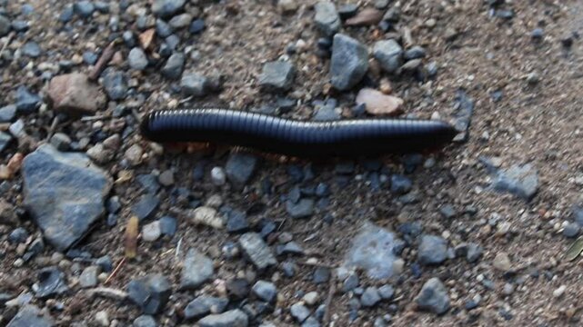 Millipede (disambiguation), in forest in a game reserve in Northeastern South Africa.