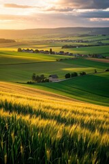 Obraz premium a view of a field of wheat with a house in the distance