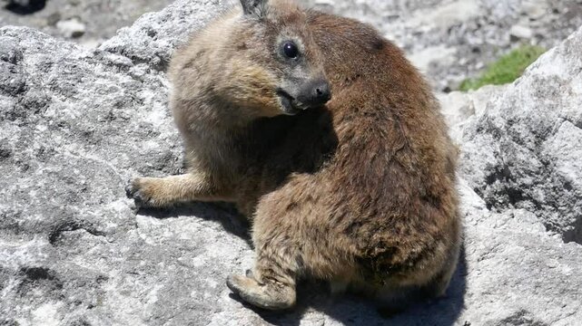 Rock Hyrax (Procavia capensis) on a cliff at the Atlantic Ocean coast in Western Cape, South Africa.