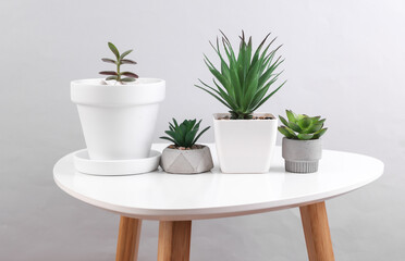 Decorative plants in pots on a table