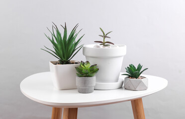 Decorative plants in pots on a table