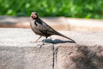 A spring portrait of a female blackbird, who sits on a granite fence with earthworms in her beak...