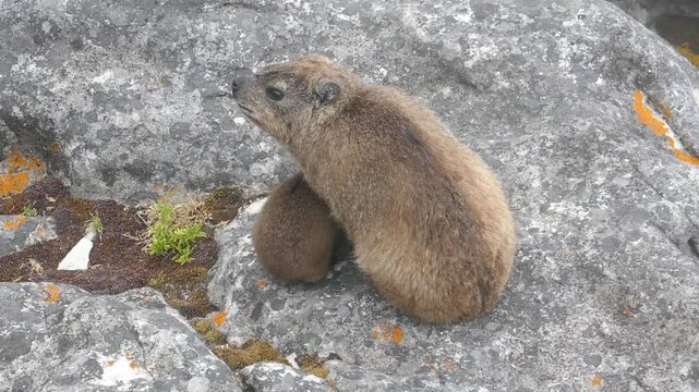 Rock Hyrax (Procavia capensis) at Table Mountain, Cape Town, Western Cape, South Africa.