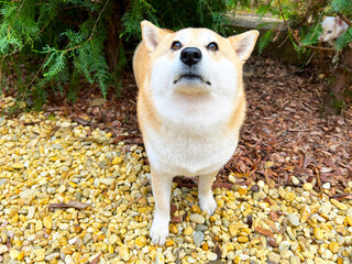 Shiba Inu resting on the grass
