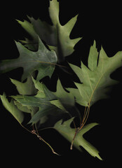 Plane tree branch scan background. Scanned green leaves bouquet. Glitchy abstract distorted plant....