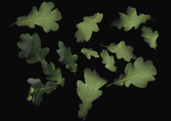 Oak branch scan background. Scanned green tree leaves bouquet. Glitchy abstract distorted plant....