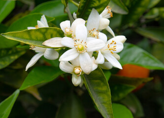 Valencian orange and orange blossoms
