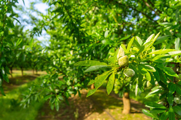 Golden Sunlight Illuminates Young Almonds on a Branch with Blurred Orchard Background.