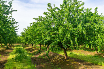 Naklejka premium Organized Almond Tree Plantation Showcasing Seasonal Growth and Agricultural Precision.
