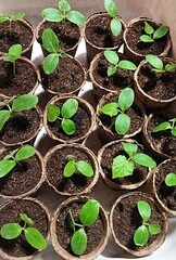 Cucumber seedlings growing in biodegradable pots filled with rich soil for gardening