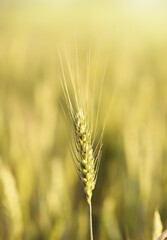 Ripe rye ear