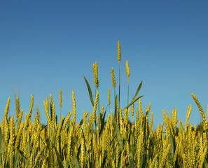 Ripe wheat