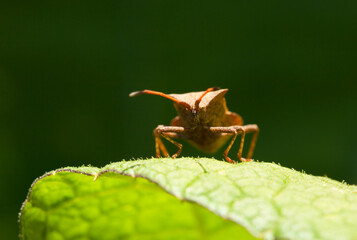 Dock bug portrait
