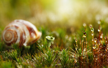 Drops on moss