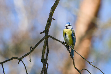 Eurasian blue tit perching on a twig on a spring day