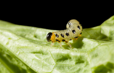 Yellow pet caterpillar