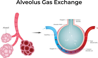 Alveolus Gas Exchange:  A Detailed Illustration of Oxygen and Carbon Dioxide Transfer