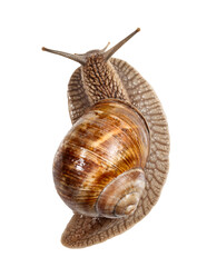 Top view of snail