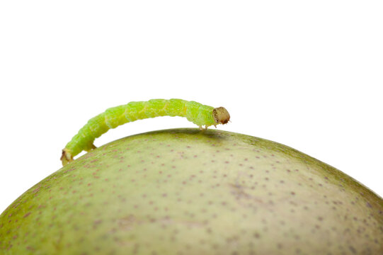 Side view of geometrid climbing on pear