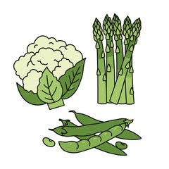 Green Vegetables:  A vibrant illustration showcasing a medley of green vegetables including cauliflower, asparagus and green beans.