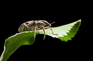 Beetle on leaf isolated on black