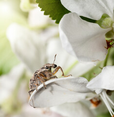 Pest weevil sitting on petal