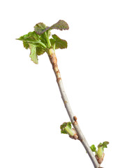 Blackcurrant twig top and fresh leaves