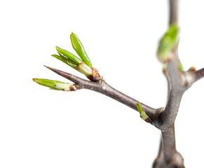 Thorn and buds
