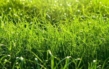 Meadow in sunny day