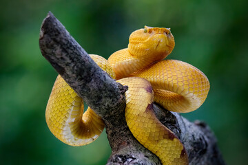 Punicius yellow pit viper on branch