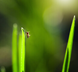 Macro of mosquito on grass blade