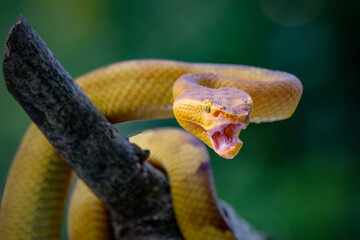 Punicius yellow pit viper on branch