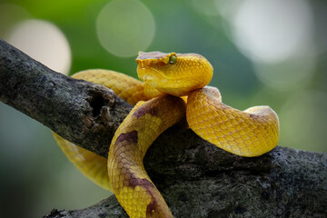 Punicius yellow pit viper on branch