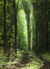 Path trough woods