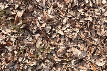 Wood Chips Pile Ground Natural Texture Background