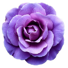 purple rose bloom - isolated on black