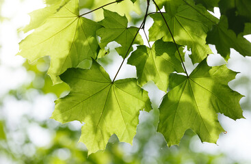 Sunshine through maple leaves
