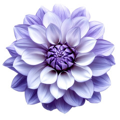 purple dahlia flower bloom isolated on black