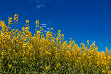 Blooming rapeseed (Brassica napus).Yellow field and blue sky with clouds.Agricultural field with...