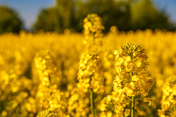Obraz premium Rapeseed flower closeup.Blooming rapeseed (Brassica napus).Oilseed, canola, colza.Blooming yellow canola flower meadows.Macro photo.