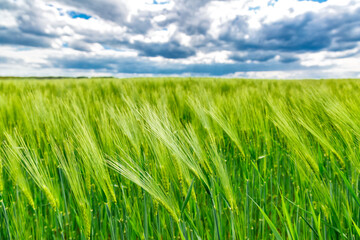 Field landscape with blue sky and green grass.Agricultural field on which grow cereals, summer time.