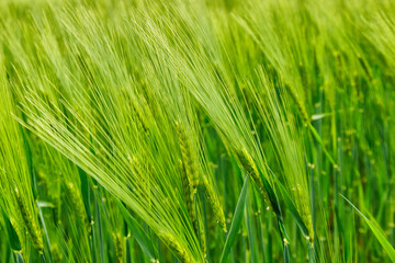 Naklejka premium Field landscape with blue sky and green grass.Agricultural field on which grow cereals, summer time.